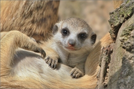 <p>SURIKATA (Suricata suricatta), ZOO Ústí nad Labem</p>
